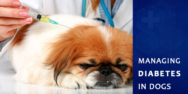 Managing Diabetes in Dogs - When your Veterinarian tells you Half-Truths