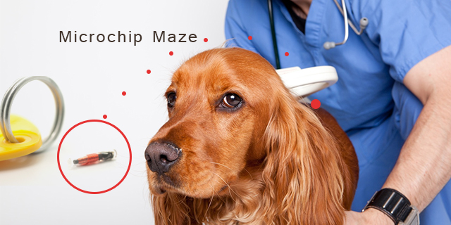 Everything you wanted to know about the Microchip Maze