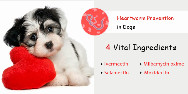 4 Vital Ingredients That Are Crucial for Heartworm Prevention in Dogs