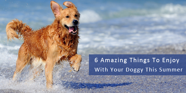 6 Amazing Things To Enjoy with your Doggy This Summer