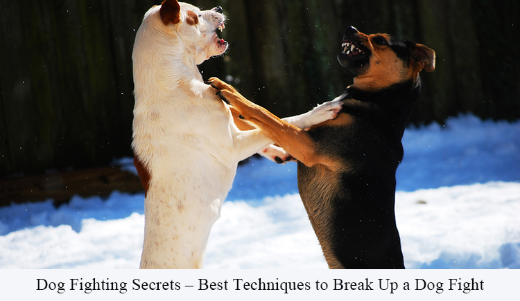 Techniques to Break Up a Dog Fight