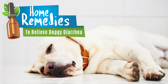 Home Remedies To Relieve Doggy Diarrhea