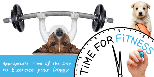 Best Time to Work Out with your Dog