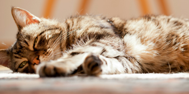 Detecting Arthritis in Cats