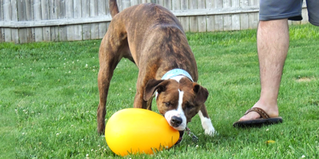 6 Amazing Spring Fling Easter Activities for Dogs