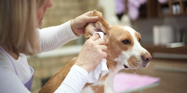How To Keep Your Dog's Ear Healthy