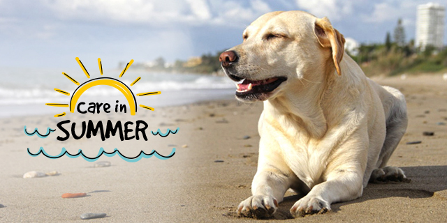 Tips To Care For Pet Friends In Hot Summer