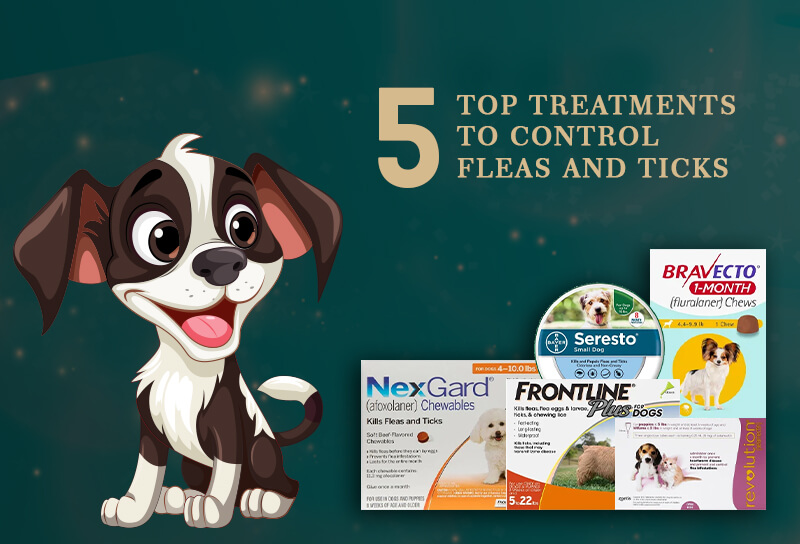 Top-Treatments-to-Control-Fleas