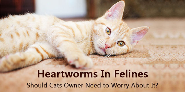 heartworm in cats
