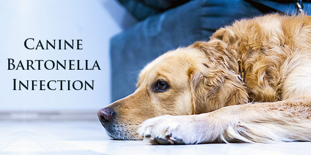 Canine-Bartonella-Infection