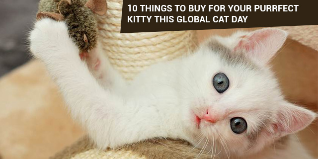 10 things to buy for your cat