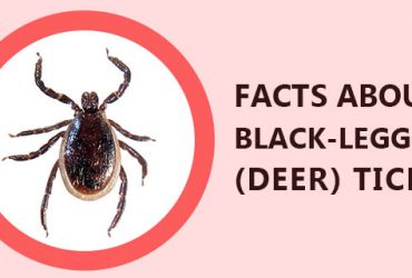 Facts-about-Black-Legged-(Deer)-Ticks