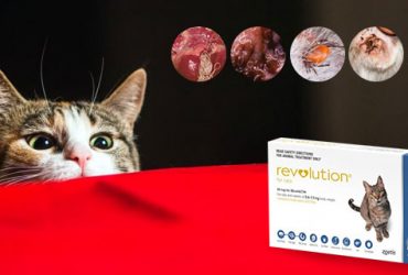 Revolution-for-cats