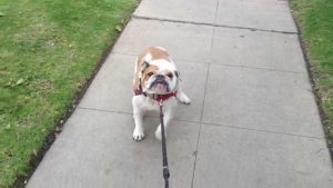 how-make-a-stubborn-dog-leash-walk