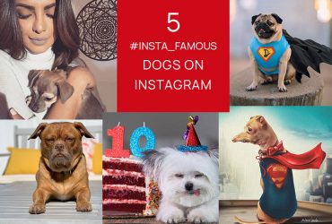 popular-dogs-on-instagram