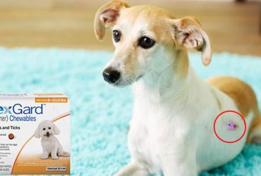 nexgard-chewables-for-dogs-for-lyme-disease