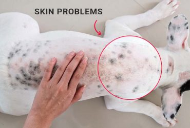 http://canadavetexpress.improvepetcare.com/wp-content/uploads/2019/10/Common-Skin-Problems-in-Dogs