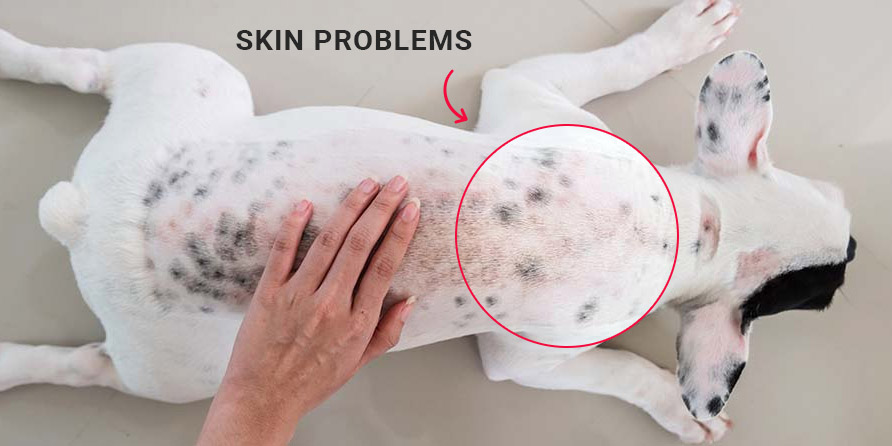 http://canadavetexpress.improvepetcare.com/wp-content/uploads/2019/10/Common-Skin-Problems-in-Dogs