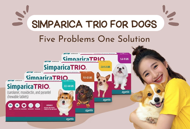 Simparcia TRIO for Dogs: Benefits, Protection, and Common Questions Answered