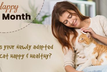 Is Your Newly Adopted Cat Happy & Healthy?
