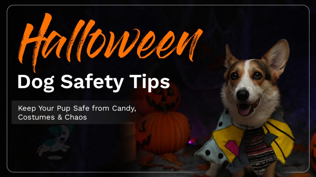 Halloween Dog Safety Tips You Should Know