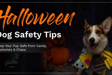 Halloween Dog Safety Tips You Should Know