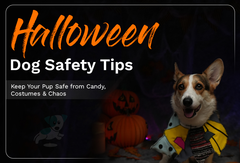 Halloween Dog Safety Tips Keep Your Pup Safe from Candy, Costumes & Chaos