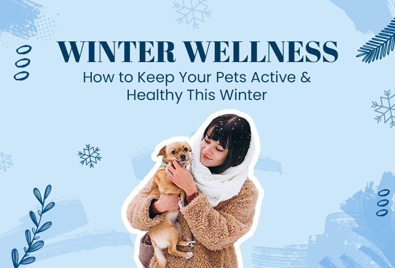 Winter Wellness – How to Keep Your Pets Active & Healthy This Winter