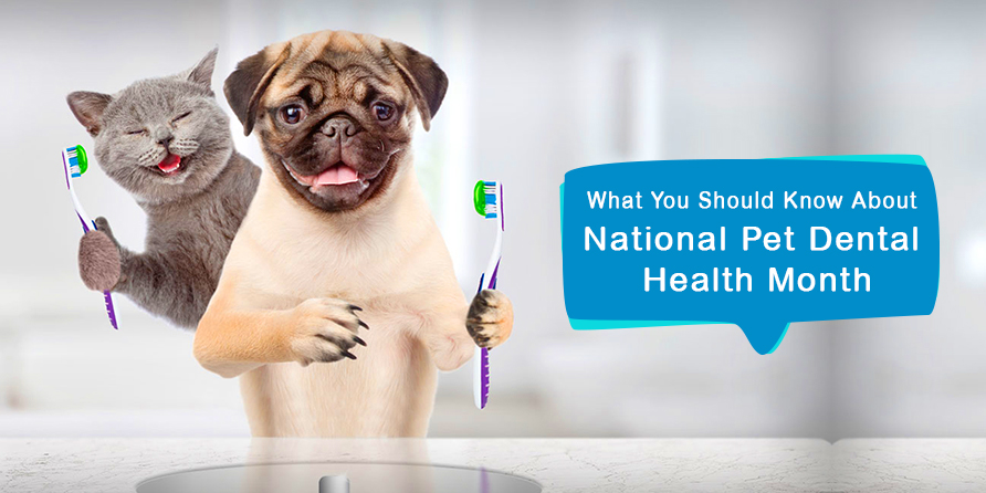 What-You-Should-Know-About-National-Pet-Dental-Health-Month