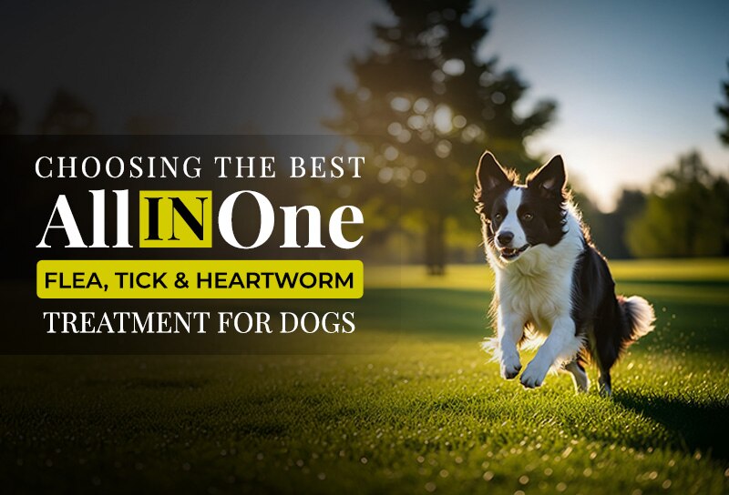 Choosing The Best All In One Flea, Tick & Heartworm Treatment For Dogs
