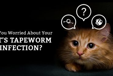 How to prevent tapeworm infection in cats
