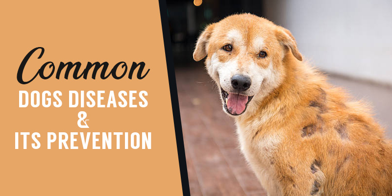Common Dog Diseases