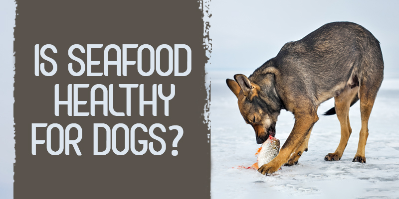 Dogs-Eat-Seafood