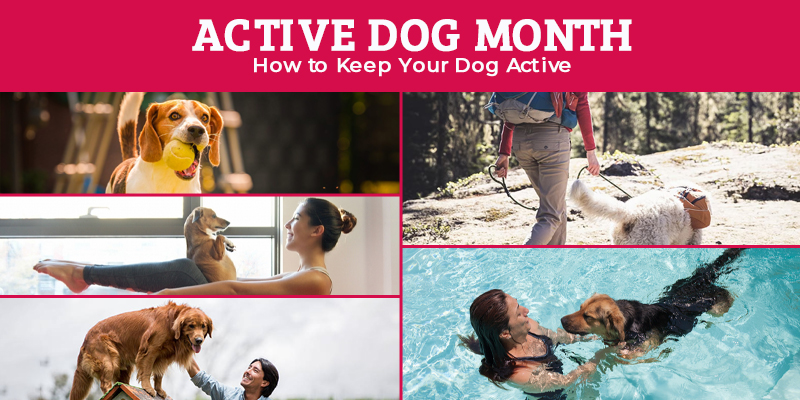 Active-Dog-Month