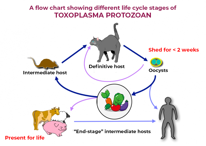 A flow chart showing different life cycle stages of Toxoplasma Protozoan_in Cats_canada_vet_express