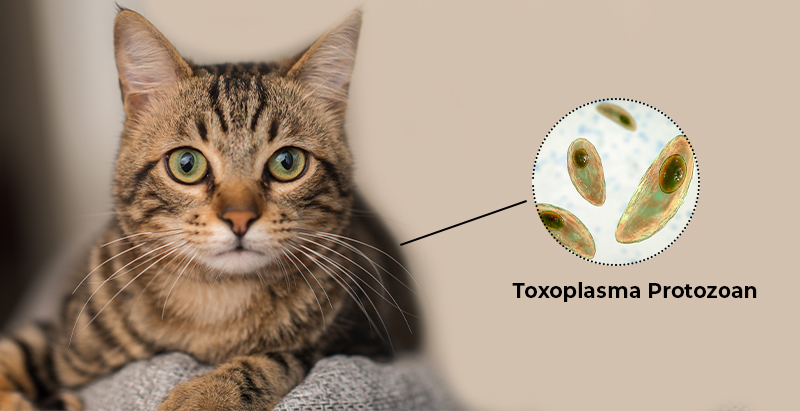 Toxoplasma_Protozoan_in_Cat