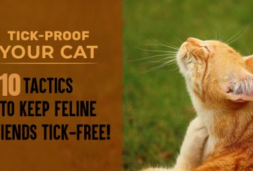 Tick-Proof Your Cat 10 Tactics to Keep Feline Friends Tick-Free!-canada-vet-express-online-pet-store