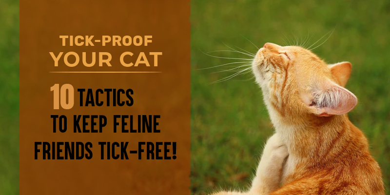 Tick-Proof Your Cat 10 Tactics to Keep Feline Friends Tick-Free!-canada-vet-express-online-pet-store