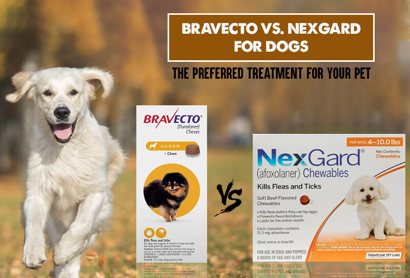 bravecto-vs-nexgard-for-dog