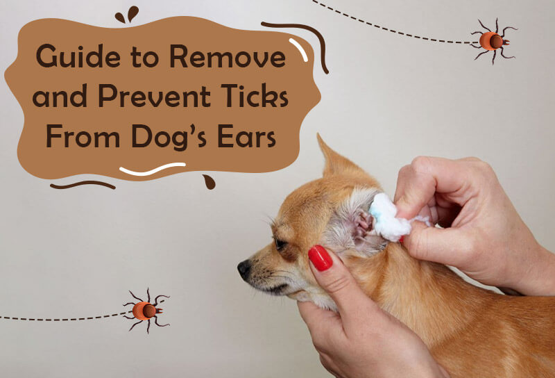 Guide-to-Remove-and-Prevent-Ticks-From-Dogs-Ears