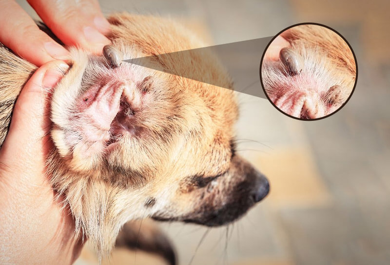 Identifying-ticks-in-dogs-ears