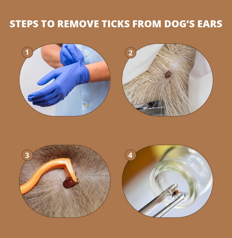Steps to remove ticks from dog’s ears