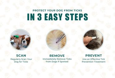 How-to-Prevent-Ticks-on-dogs