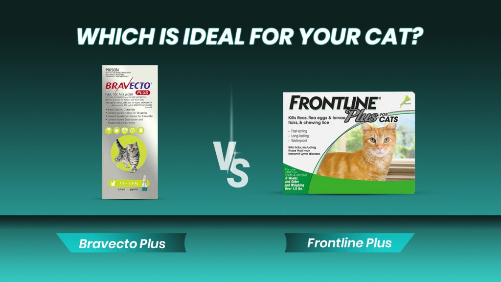 Bravecto Plus or Frontline Plus Which is Ideal for Your Cat