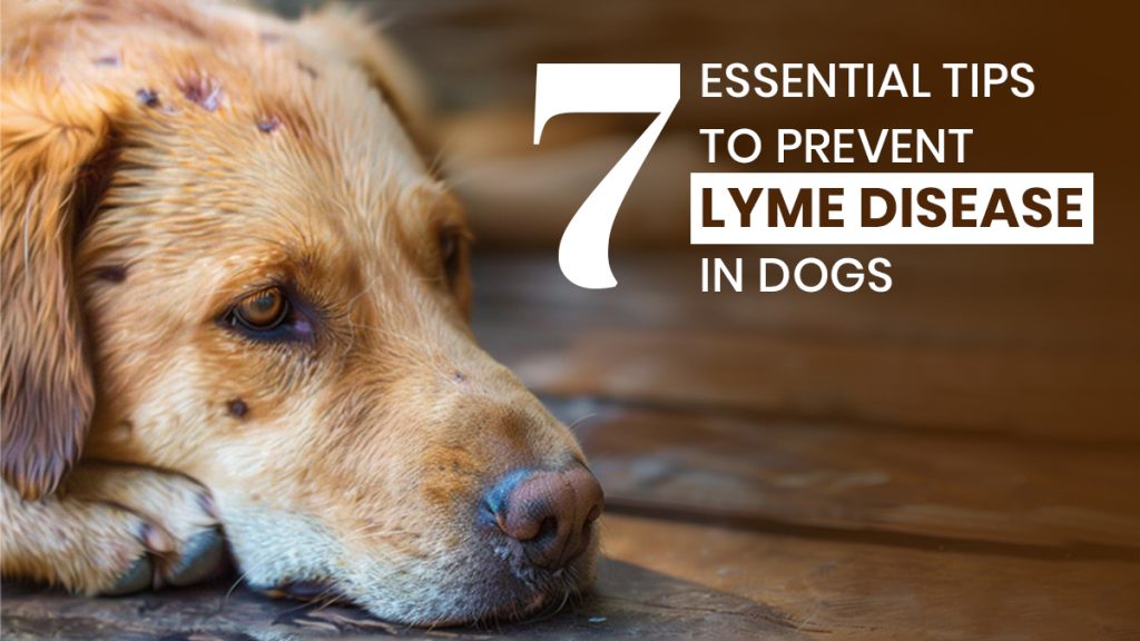 Essential Tips to Prevent Lyme Disease in Dogs