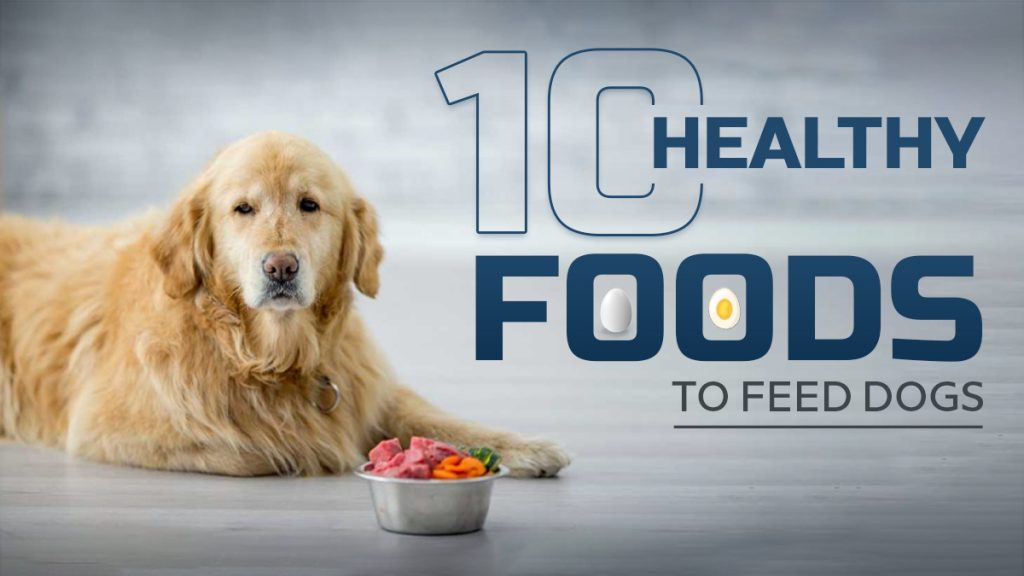 What food should I feed my dog?