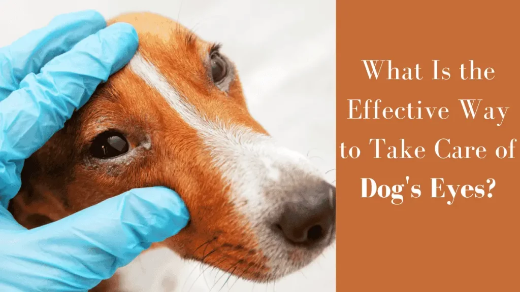 What Is the Effective Way to Take Care of Dog's Eyes?