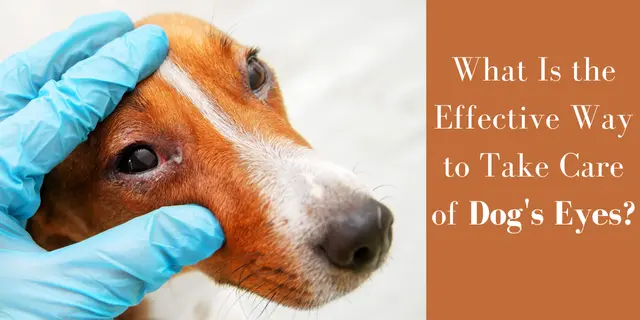 What Is the Effective Way to Take Care of Dog’s Eyes?
