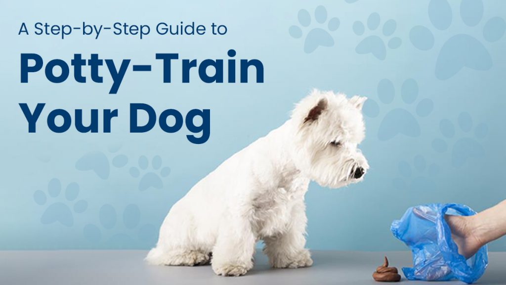 How to Potty Train Your Dog Step-by-Step Guide for Quick Results