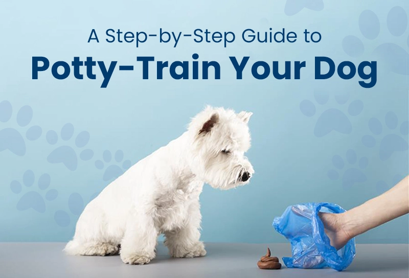 A Step-by-Step Guide to Potty-Train Your Dog